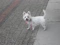 Jenna  the Westie - Walking in the park