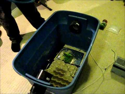 how to harvest crickets