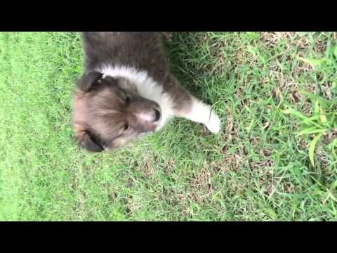 AKC sheltie sable male puppy