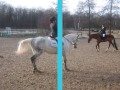dressage 13 janvier