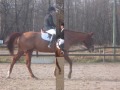 dressage 13 janvier