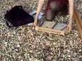 travel hammered dulcimer demo