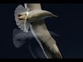 The Flight of the SeaGull - Photos on South Atlantic Coast Slide Show