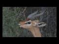 videos de Kenya Samburu Safari August 2008