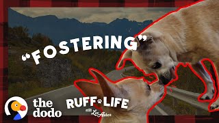 Watch What Happens When A 14-Year-Old Dog Finally Leaves The Shelter | Ruff Life With Lee Asher by The Dodo