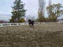 Kai, friesian gelding Kai, friesian gelding
