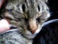 where are the claws?
