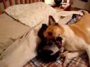 Rusty and Olive playing together