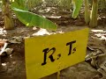 Ecosan- Experiments on nutrient reuse on banana Ecosan- Experiments on nutrient reuse on banana