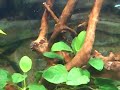 Click here to watch this video Acuario actualizado, Mayo 2012.mp4