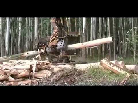 how to harvest eucalyptus