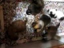 Shih Tzu Puppies Playing (for adoption)