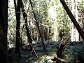 Felling four trees at once Felling four trees at once