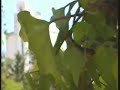 Granja de Torrehermosa - Agosto 1996