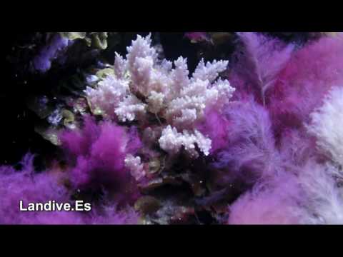 LANDIVE.ES - Inmersiones en La Restinga 2 - isla de El Hierro - Canarias
