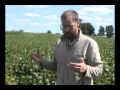 White Mold in Soybeans
