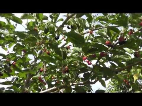 how to replant a mulberry tree