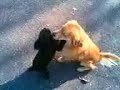 トイプードル動画