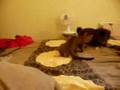 Kitten fights dog
