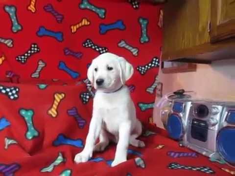 Hamilton…Blue ribbon  white lab puppy…Serenity/Flash litter