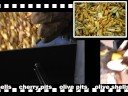 Multi fuel stove from Stoveworks