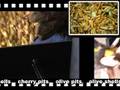 videos de Multi fuel stove from Stoveworks