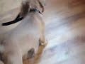 Dogbook Movie: Causing trouble...