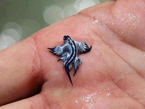 weird marine animals - Here are the top 10 Strange and Weird Animals That You Didn't Know Exist. The earth is populated with animals we have never discovered. please watch my video...