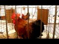La basse-cour s'expose au Compa pour la 3ème édition du Salon de l'Animal de Ferme.