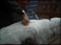 Canine Chiropractic Mid Back Palpation Canine Chiropractic Mid Back Palpation