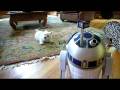 PeekoR2.MOV