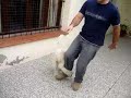 perrito calenton perrito calenton