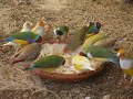 مجموعة عصافير تاكل معا