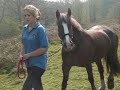 horse tribute- cheska horse tribute- cheska