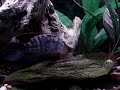 poissons de dempsey de cric gardant des 
oeufs