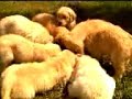 Golden Retriever Puppies - Love Food Golden Retriever Puppies - Love Food