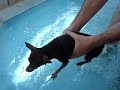 cachorrinha judith nadando...jaque khury cachorrinha judith nadando...jaque khury