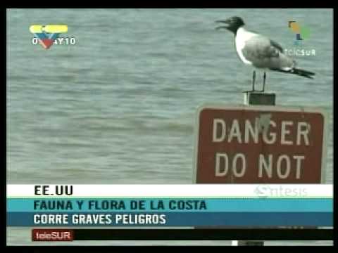 Derrame de petróleo en el  Golfo de México el mayos desastre ecológico de la historia