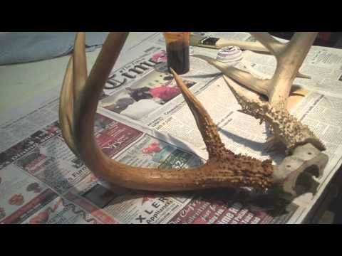 how to dye deer antlers