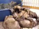 Tibbie puppys 4