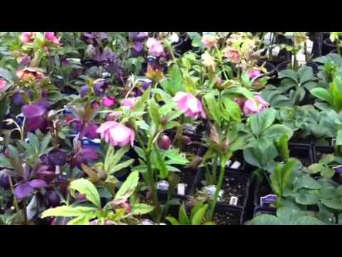 Hellebore Pink Frost - The Hellebore Hurrah! Opening Weekend is our biggest event of the year at Phoenix Perennials filled with thousands of hellebores in full bloom. We have more ...