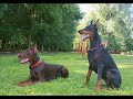 Modus Ost Dogs