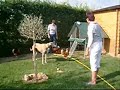 Galgos, Schnauzer, pequineses y gallinas