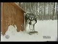 Dogsledding Newsclips at Husky Power Dog Sledding in MD!