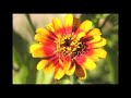 Peggy-O and Pretty Pictures