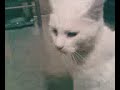 FurryDope dribbles