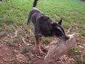 Rangi