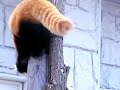 レッサーパンダ