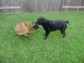 videos de Rot-lab mix vs. Bullmastiff
