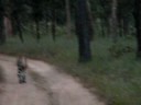 Tigress at Pench